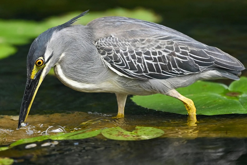 Striated Heron (Butorides striata), Singapore